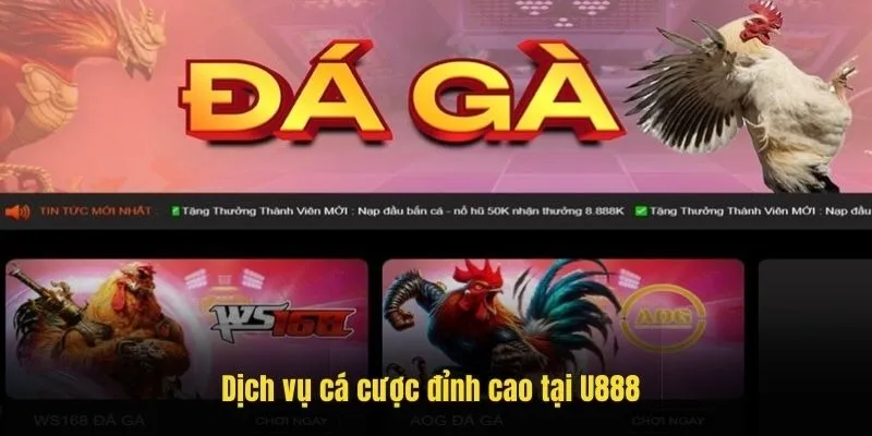 Nhiều sảnh cá cược đá gà đỉnh cao tại U888