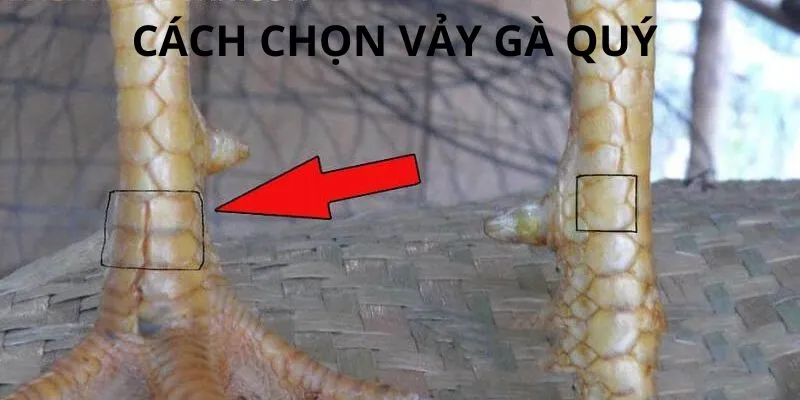 Cách thức nhận biết vảy gà quý cho hội viên