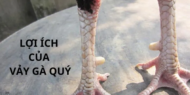 Lợi ích khi chiến kê có vảy gà quý